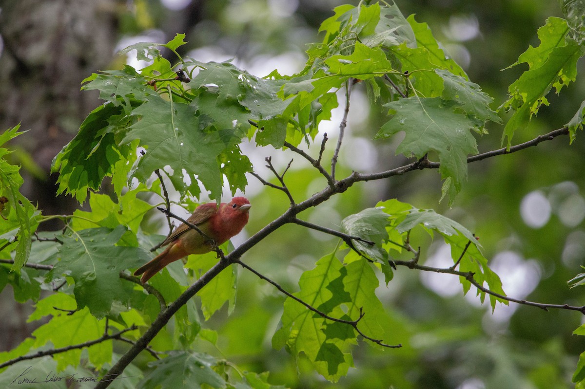 Summer Tanager - Patrick Colbert Muetterties