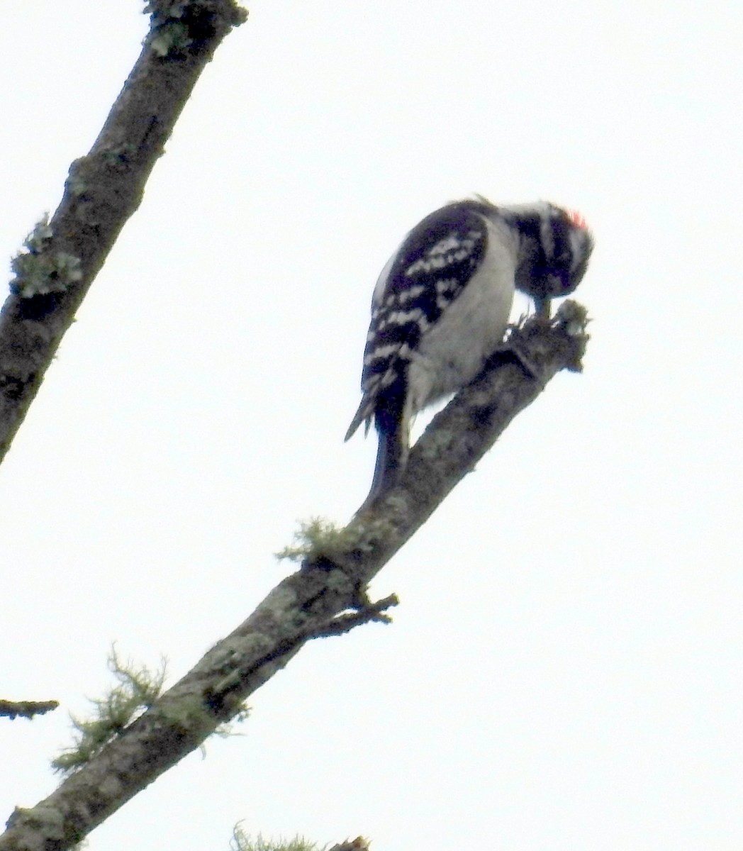Hairy Woodpecker - ML575430151