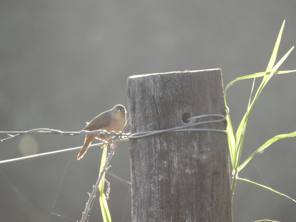 House Wren - ML575430791