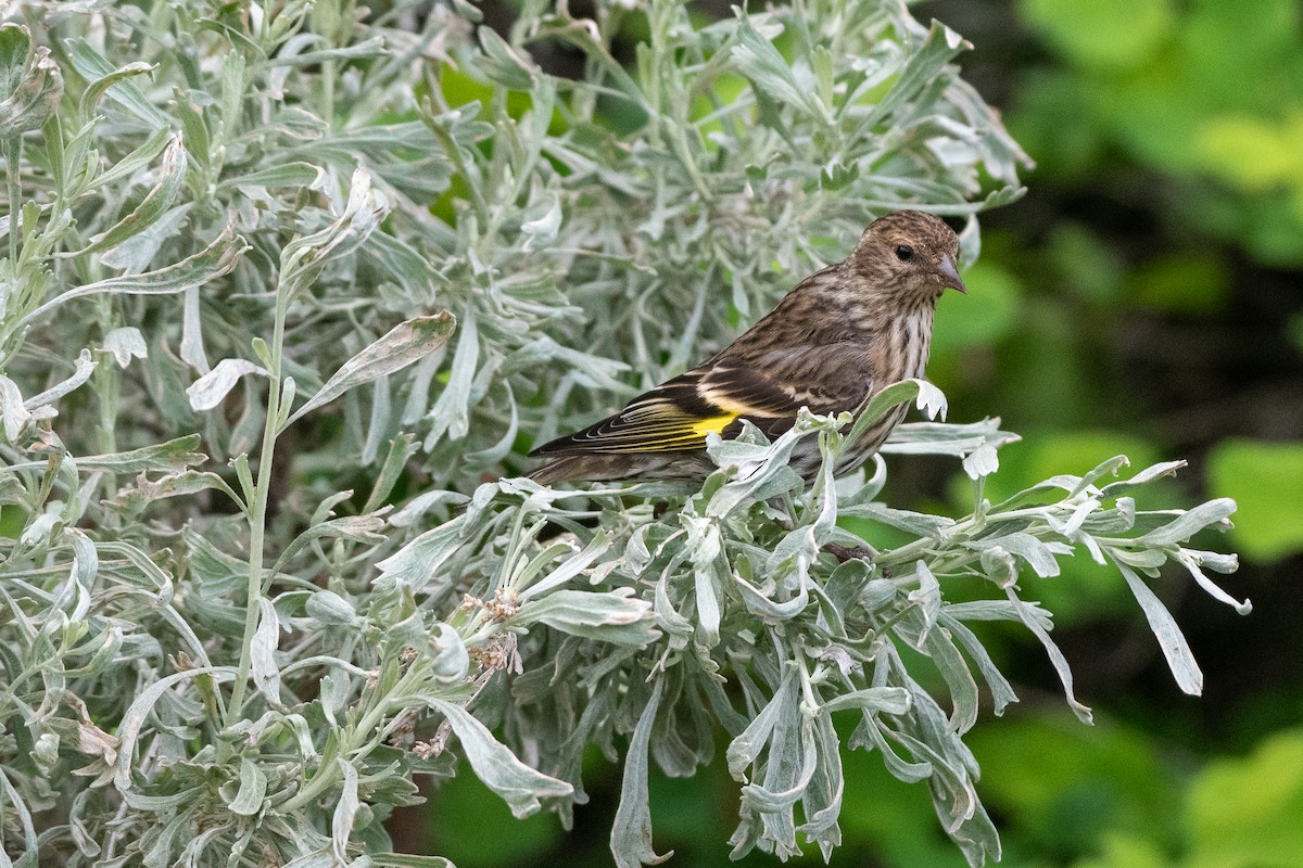 Pine Siskin - ML575431871