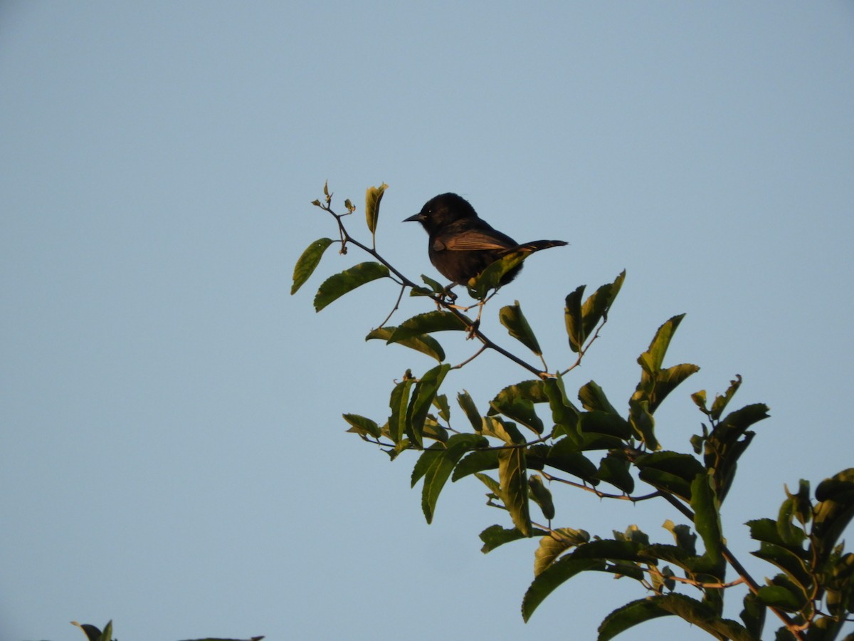 Variable Oriole - ML575432701