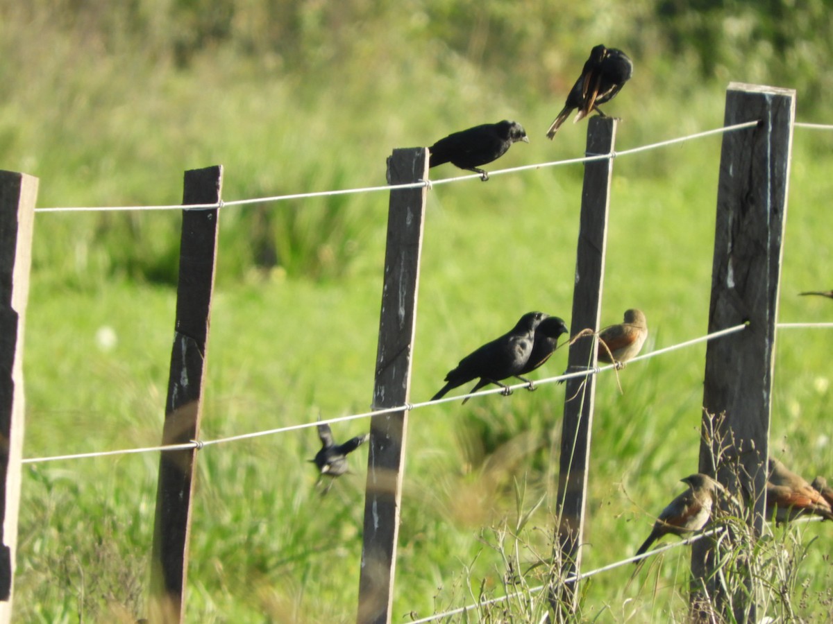 Shiny Cowbird - ML575433141