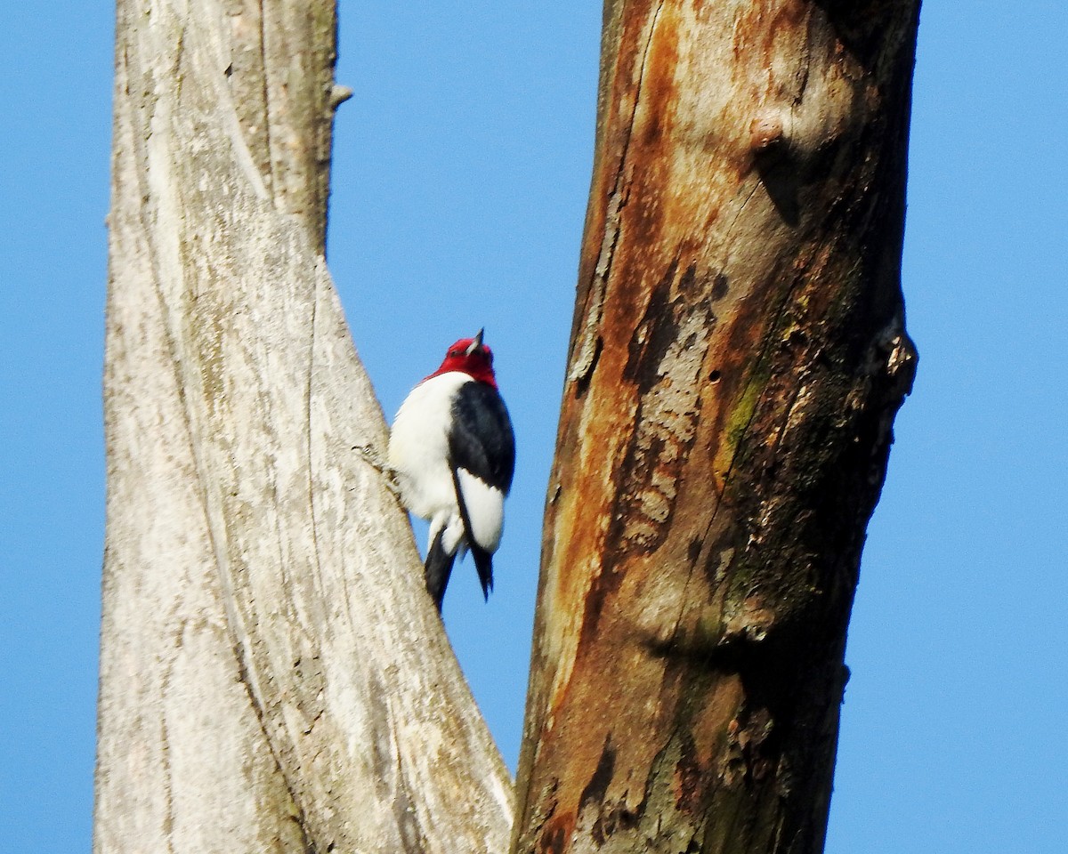 Red-headed Woodpecker - ML575433391