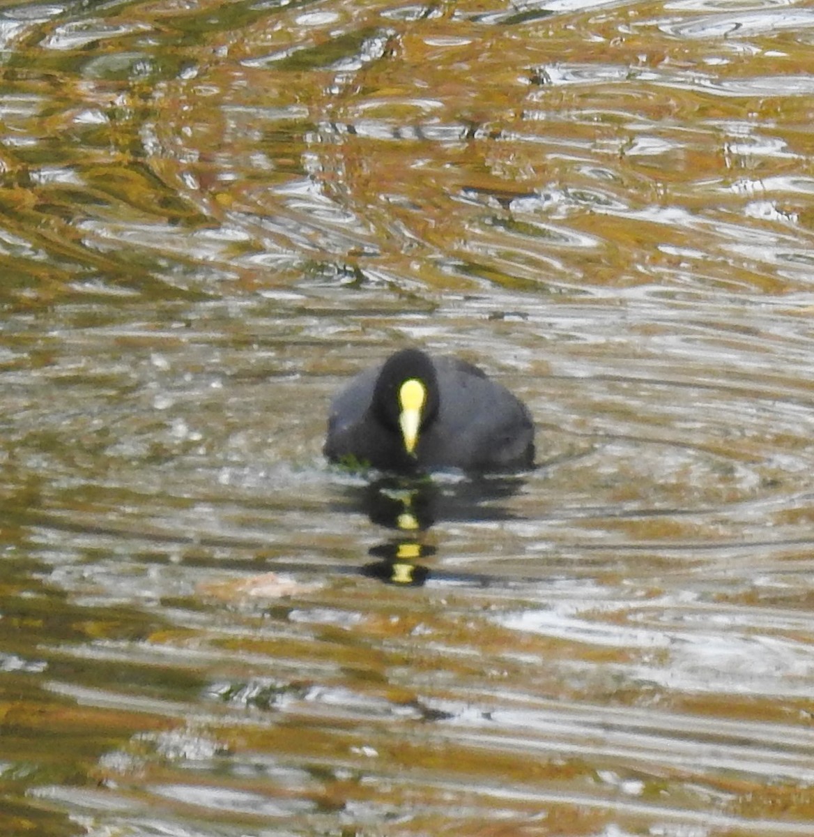 White-winged Coot - ML575433911