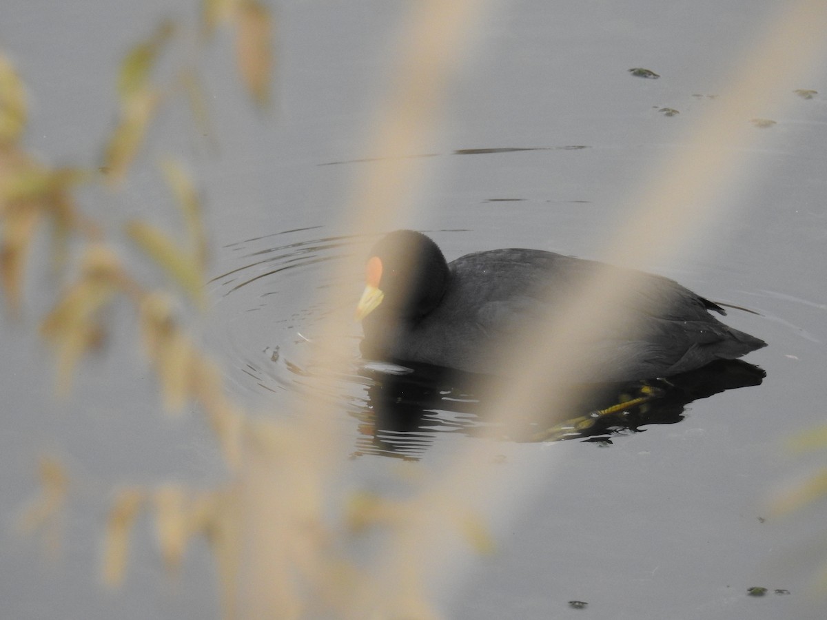 White-winged Coot - ML575433921