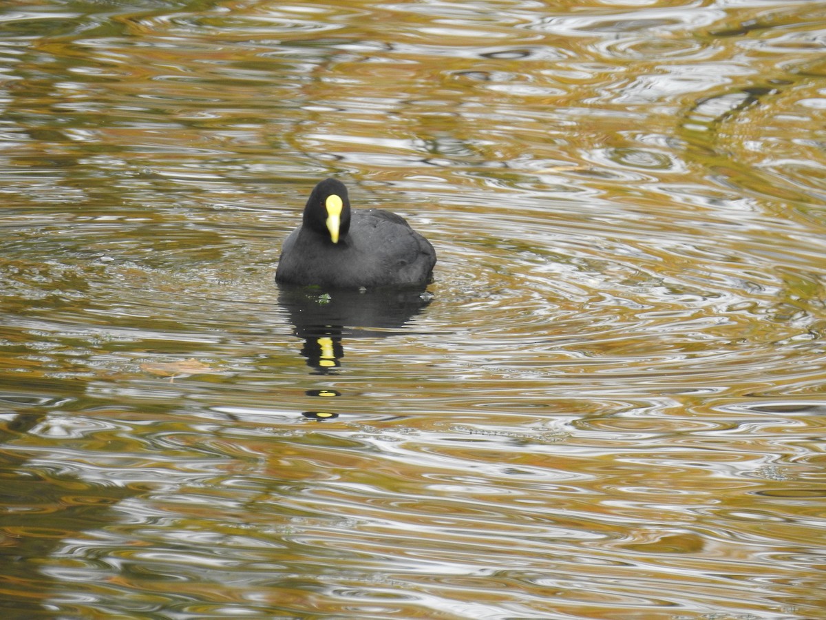 White-winged Coot - ML575433931