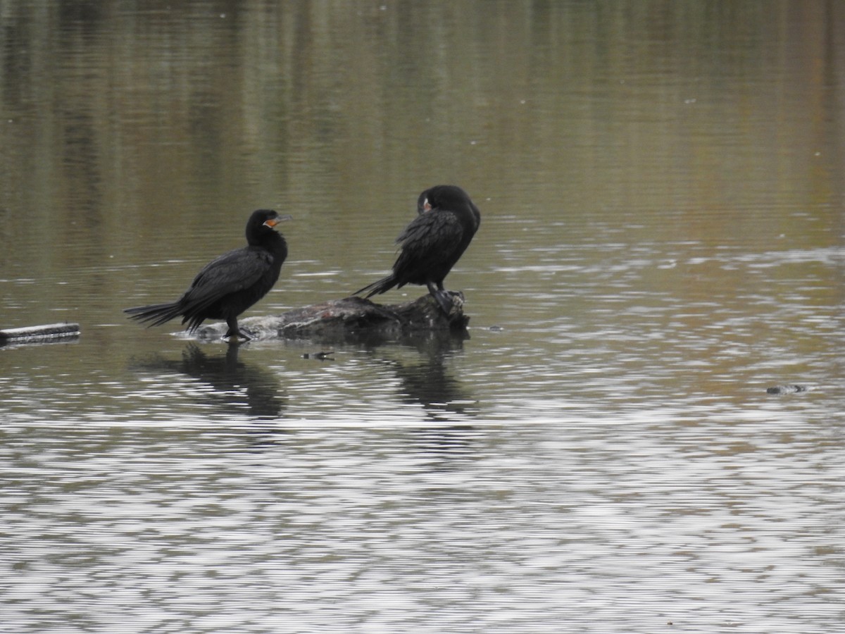 Neotropic Cormorant - ML575434271