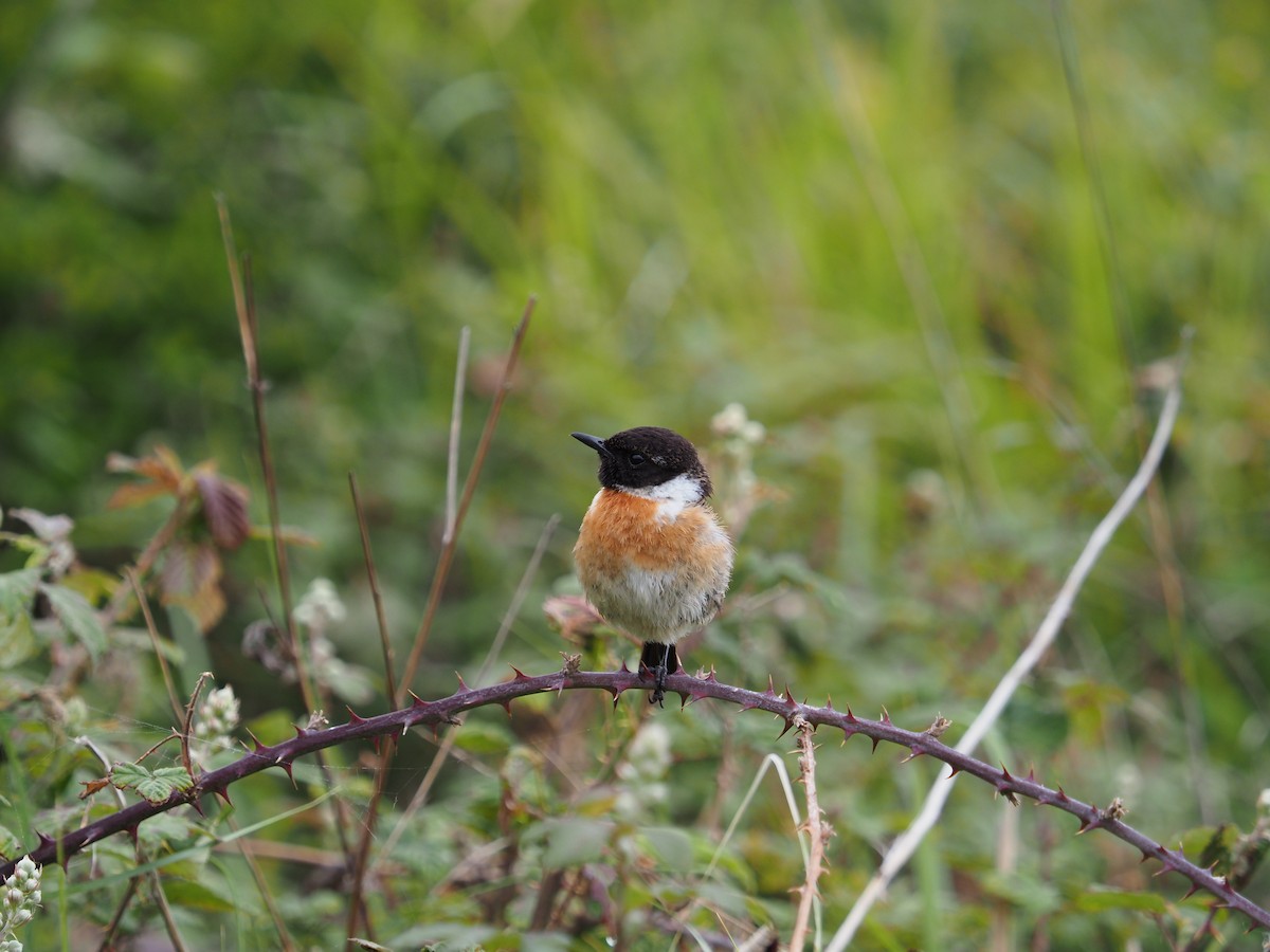 European Stonechat - ML575434451