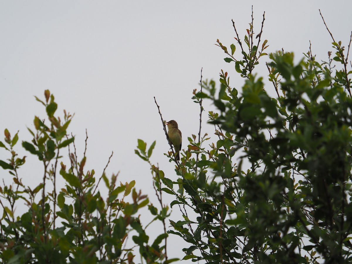 Melodious Warbler - ML575434531