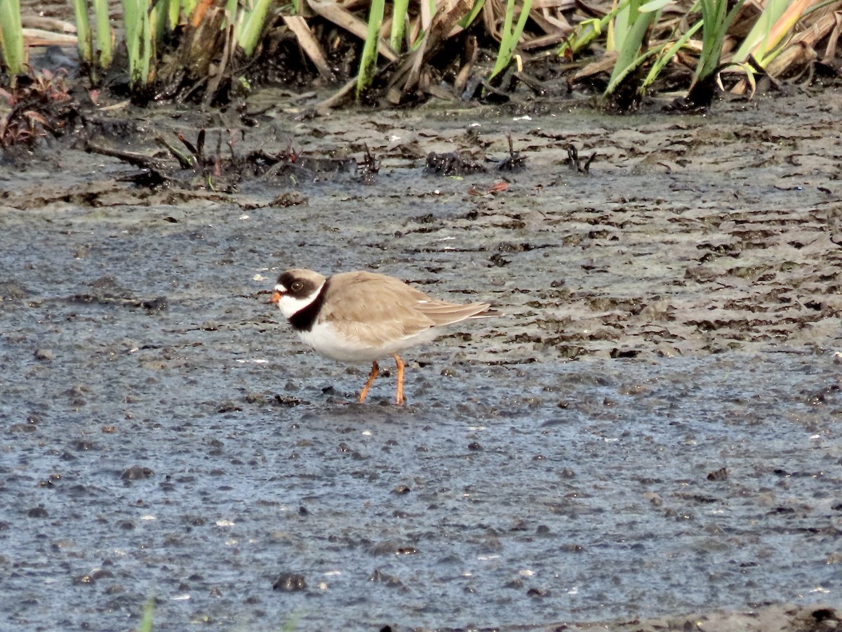 Semipalmated Plover - ML575434951