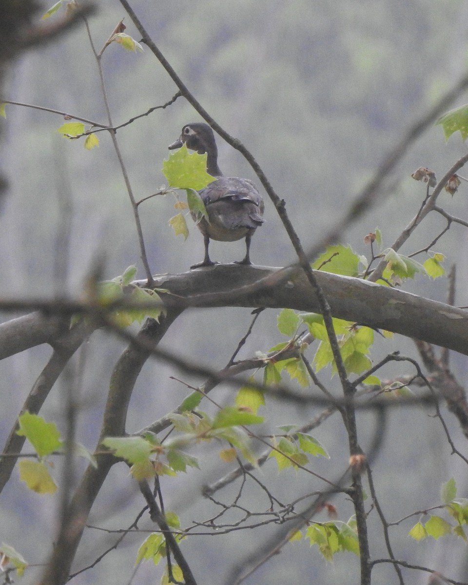 Wood Duck - ML575435151