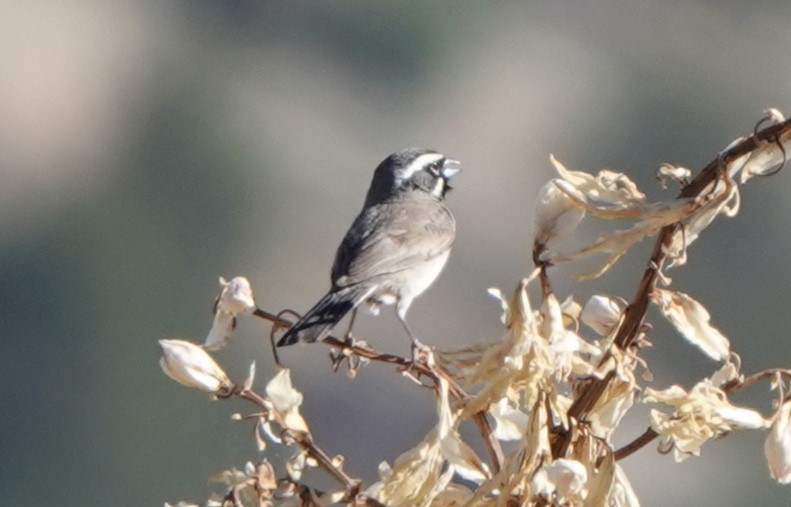 Black-throated Sparrow - BettySue Dunn