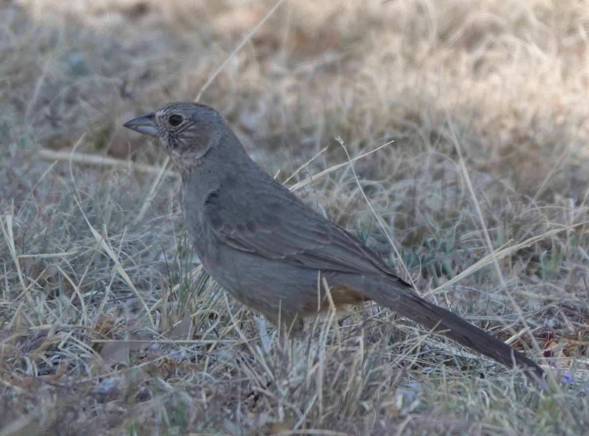 Canyon Towhee - BettySue Dunn