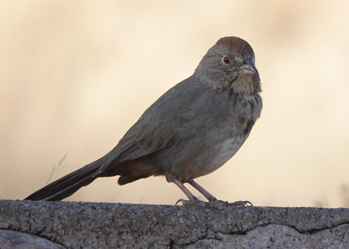 Canyon Towhee - ML575436081