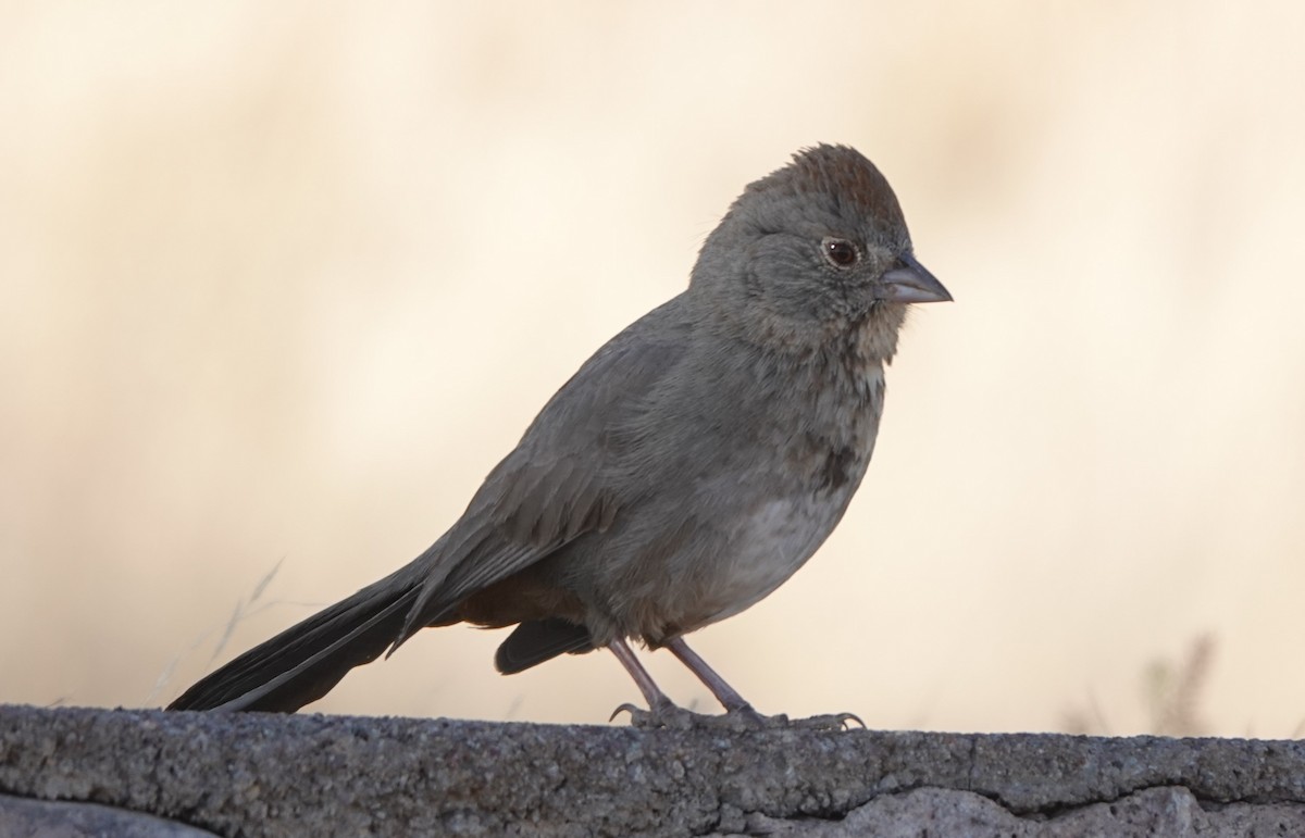 Canyon Towhee - BettySue Dunn