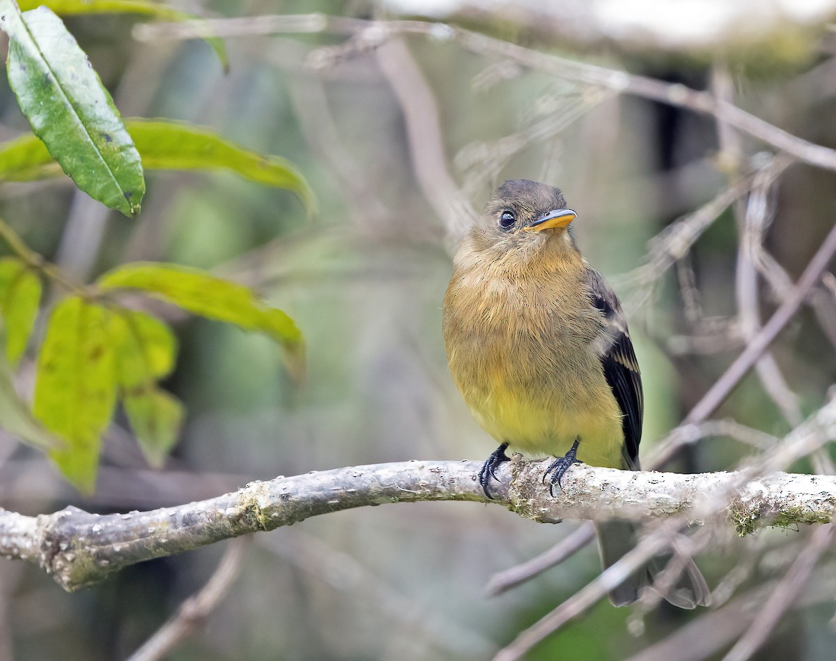 Ochraceous Pewee - ML575436191