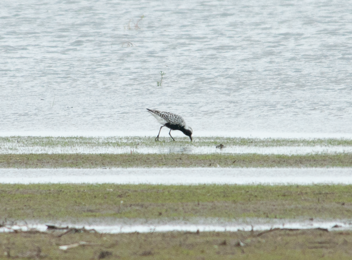 Black-bellied Plover - Jeff  Bahls