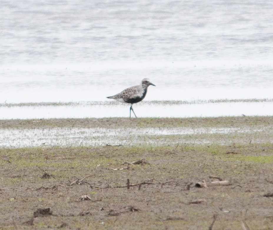 Black-bellied Plover - Jeff  Bahls