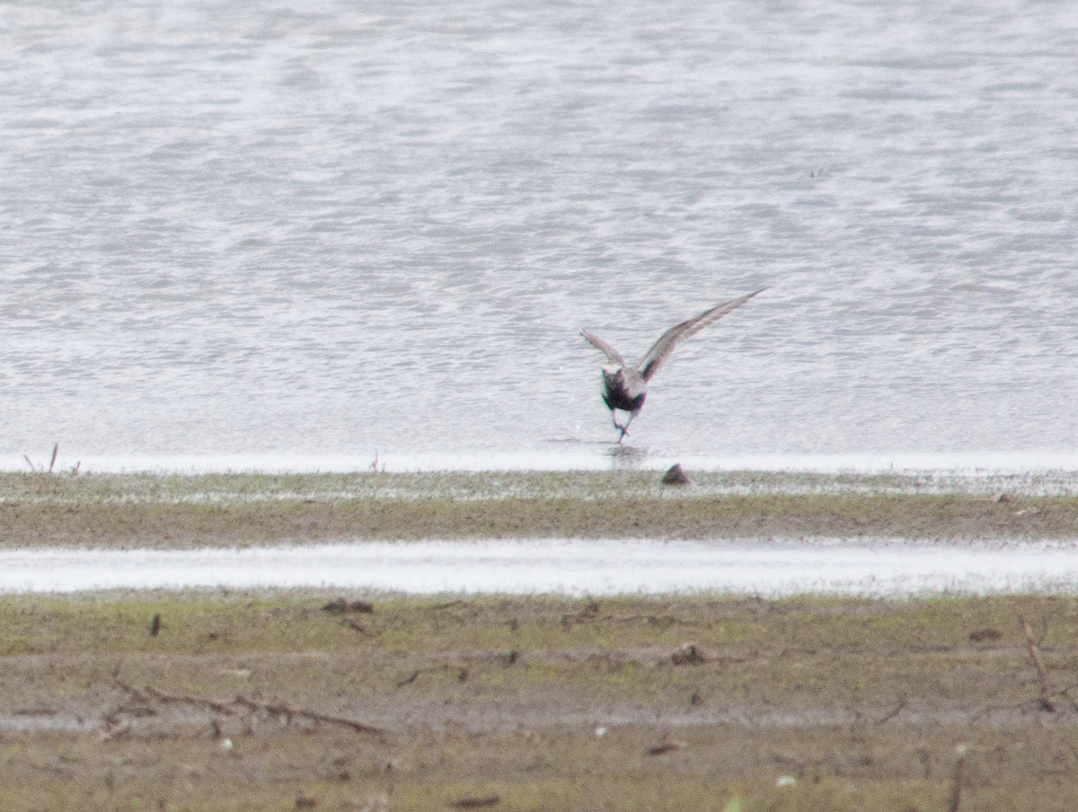 Black-bellied Plover - Jeff  Bahls