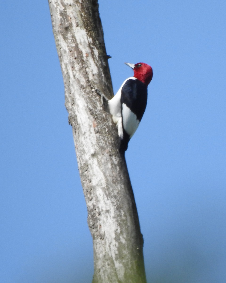 Red-headed Woodpecker - ML575436231