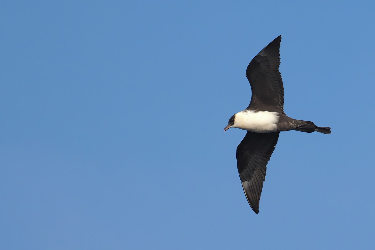 Pomarine Jaeger - ML575437341