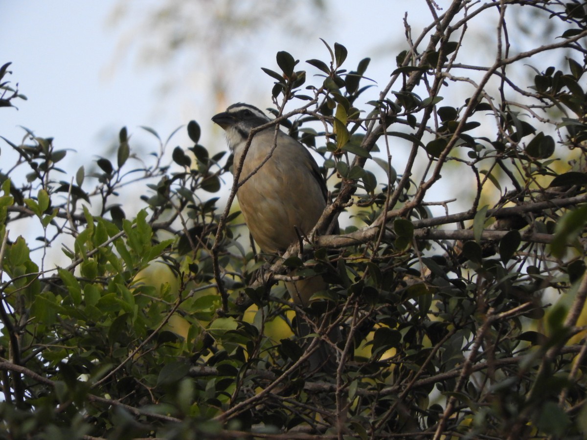 Green-winged Saltator - Silvia Enggist