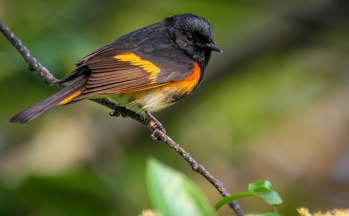 American Redstart - ML575438031