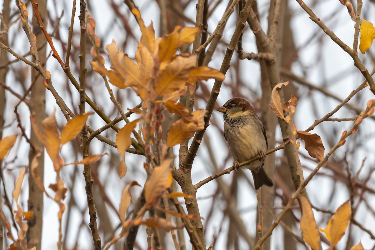 Moineau domestique - ML575438061