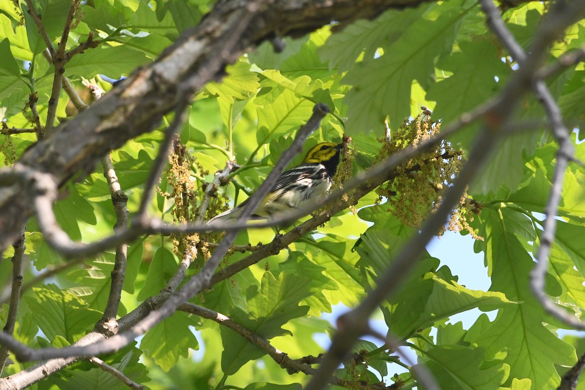 Black-throated Green Warbler - ML575438201