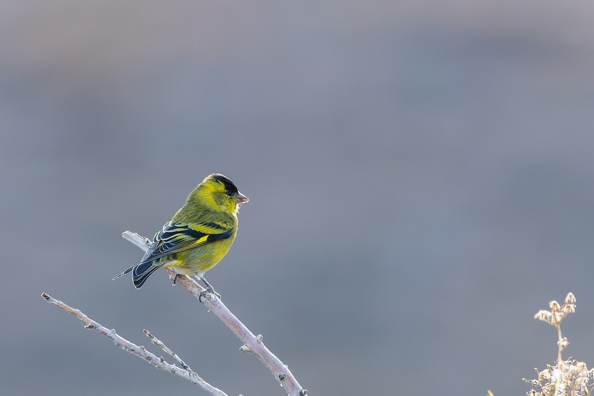 Black-chinned Siskin - ML575440221