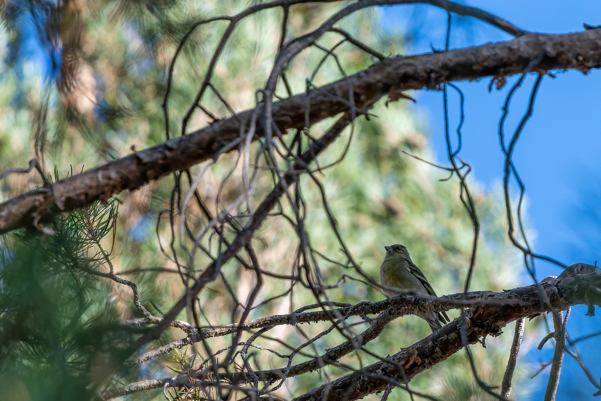 Black-chinned Siskin - ML575440671