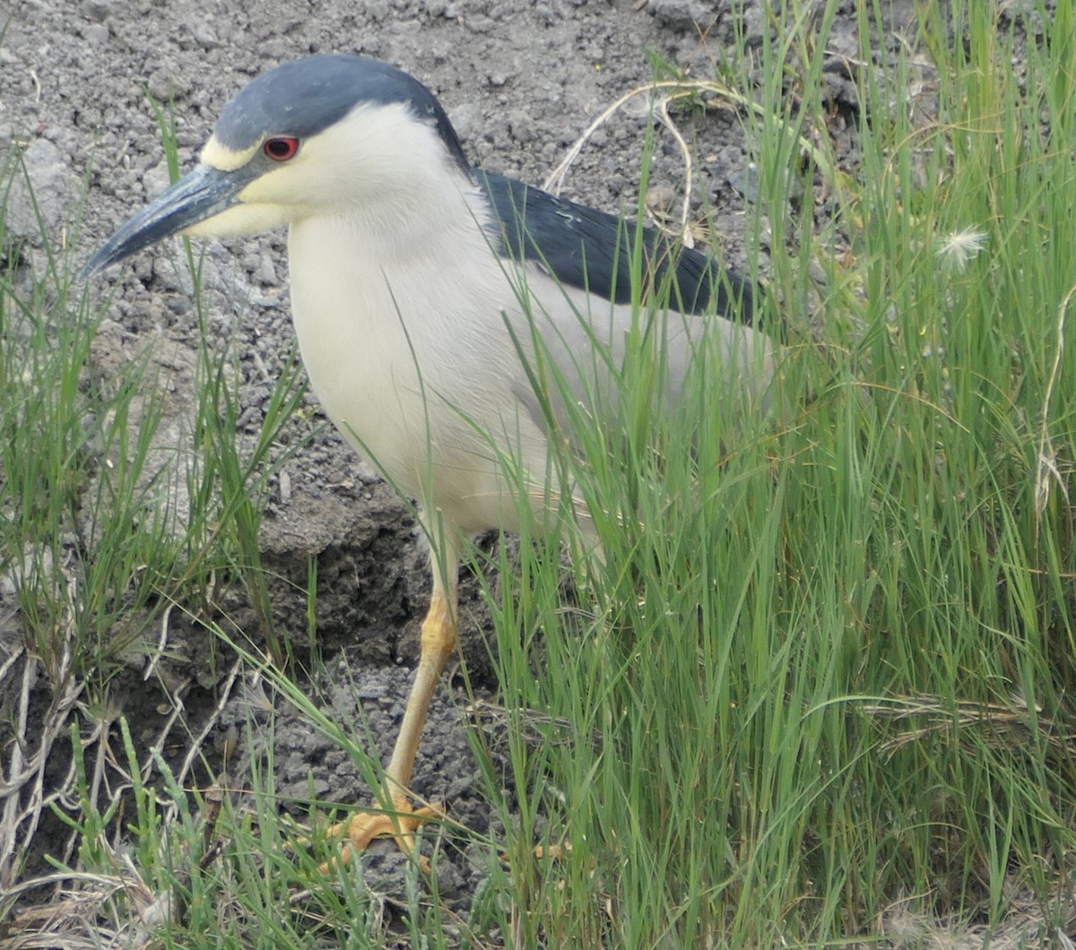 Black-crowned Night Heron - ML575441291