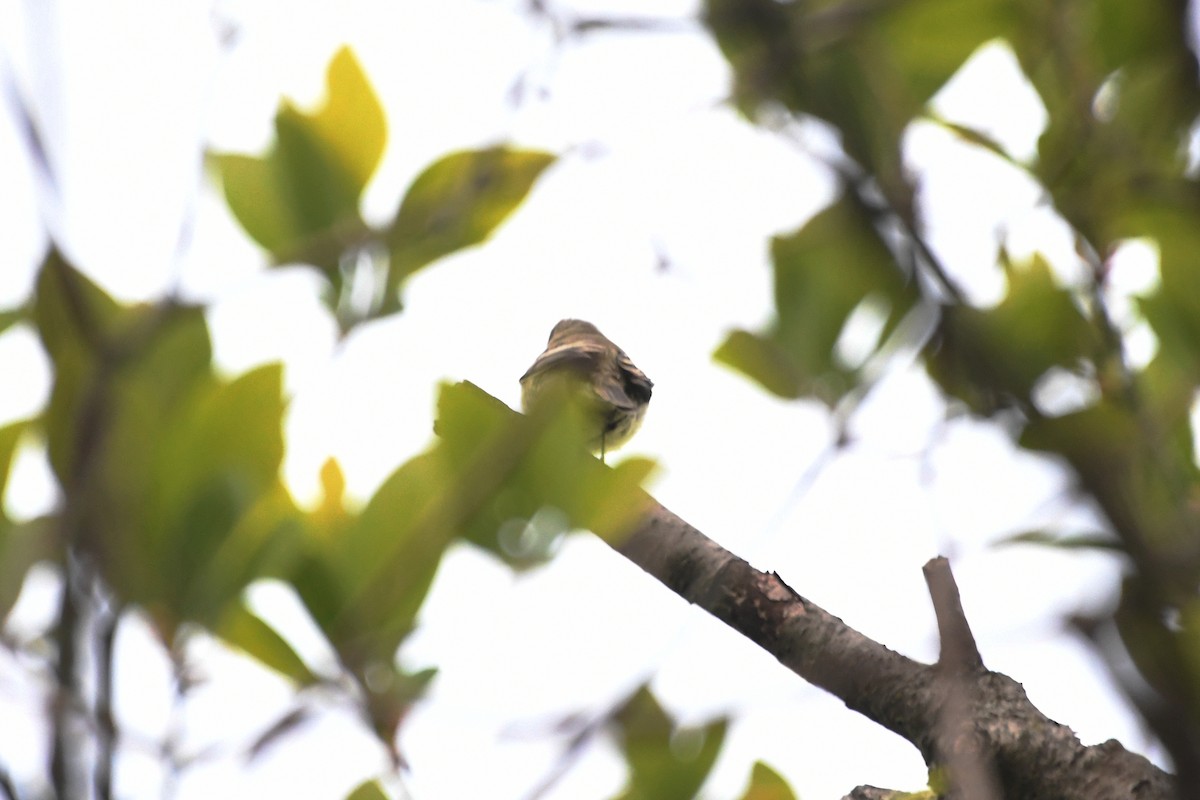 Yellow-bellied Flycatcher - ML575442581