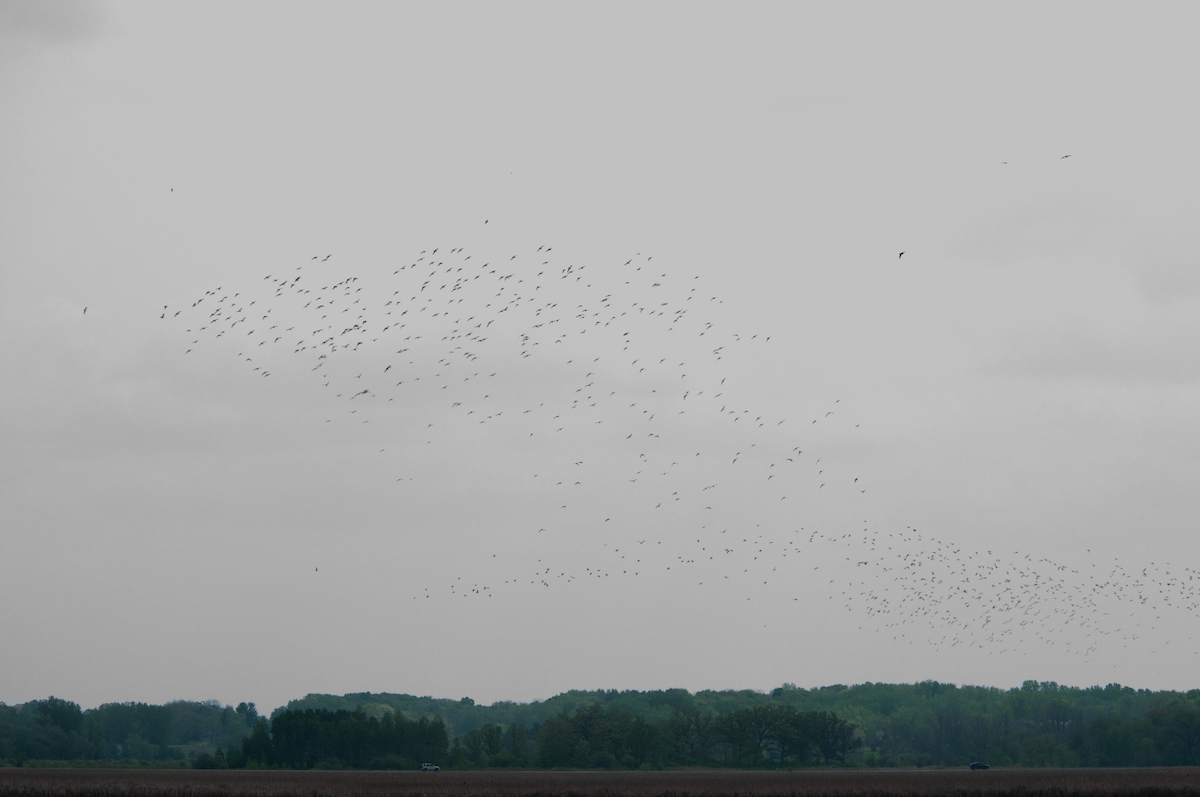 Dunlin - ML575442951