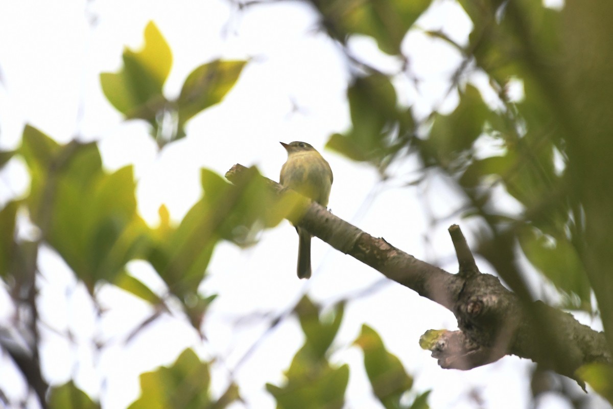 Yellow-bellied Flycatcher - ML575443031