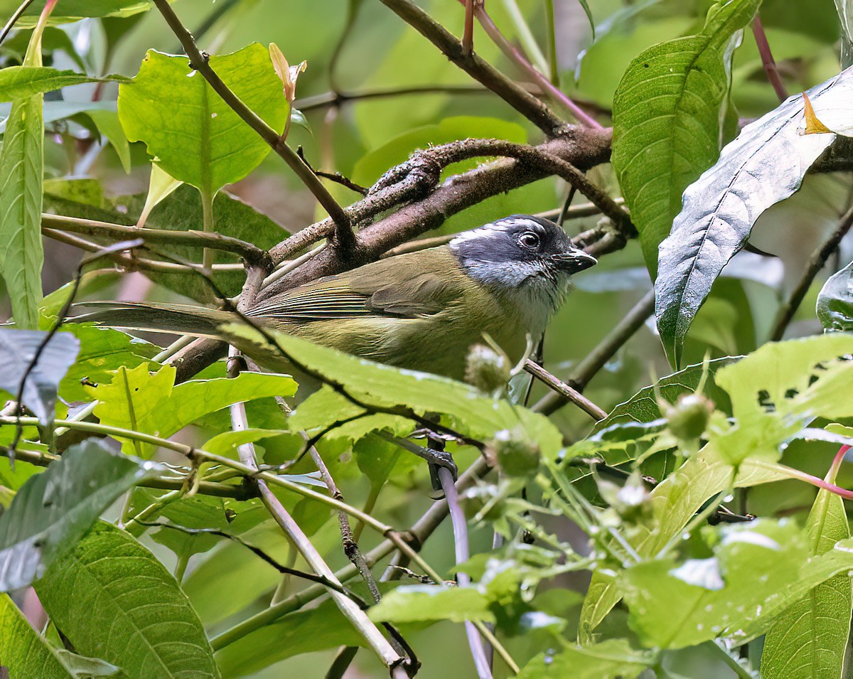 Sooty-capped Chlorospingus - ML575443551