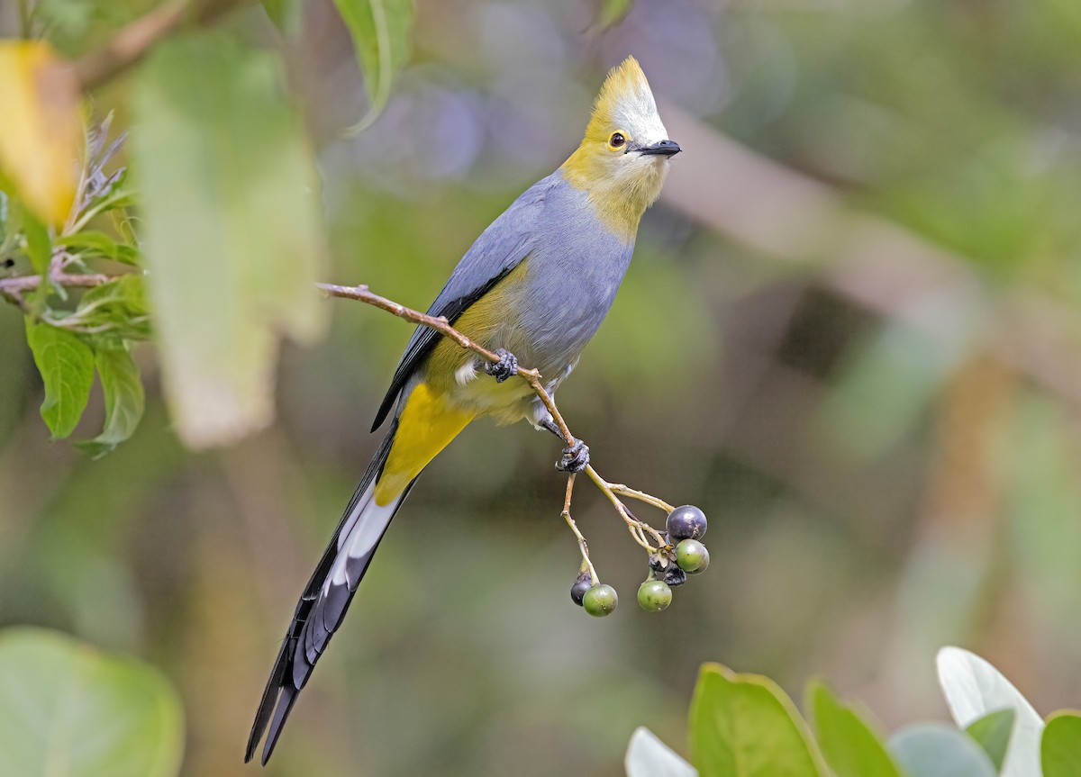 Long-tailed Silky-flycatcher - ML575445271