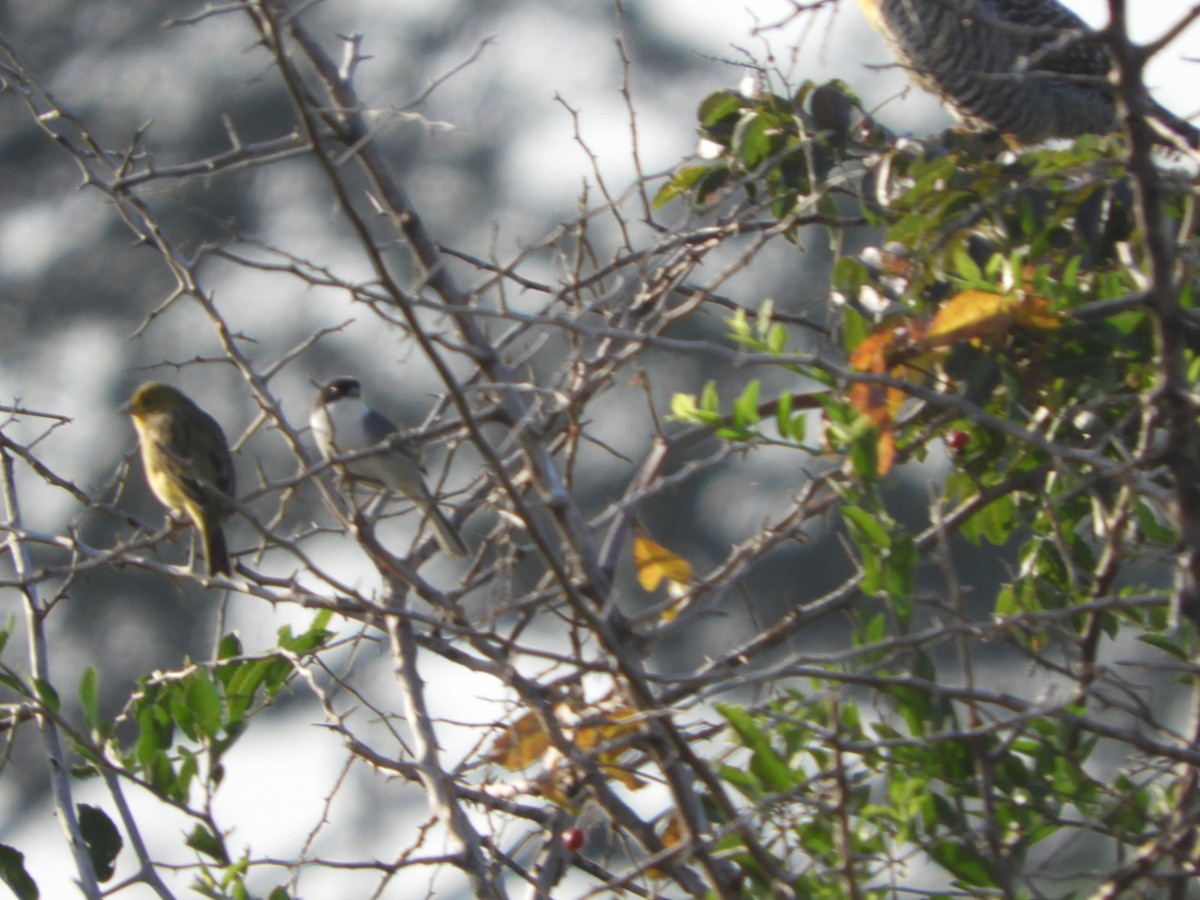 Black-capped Warbling Finch - ML575445751