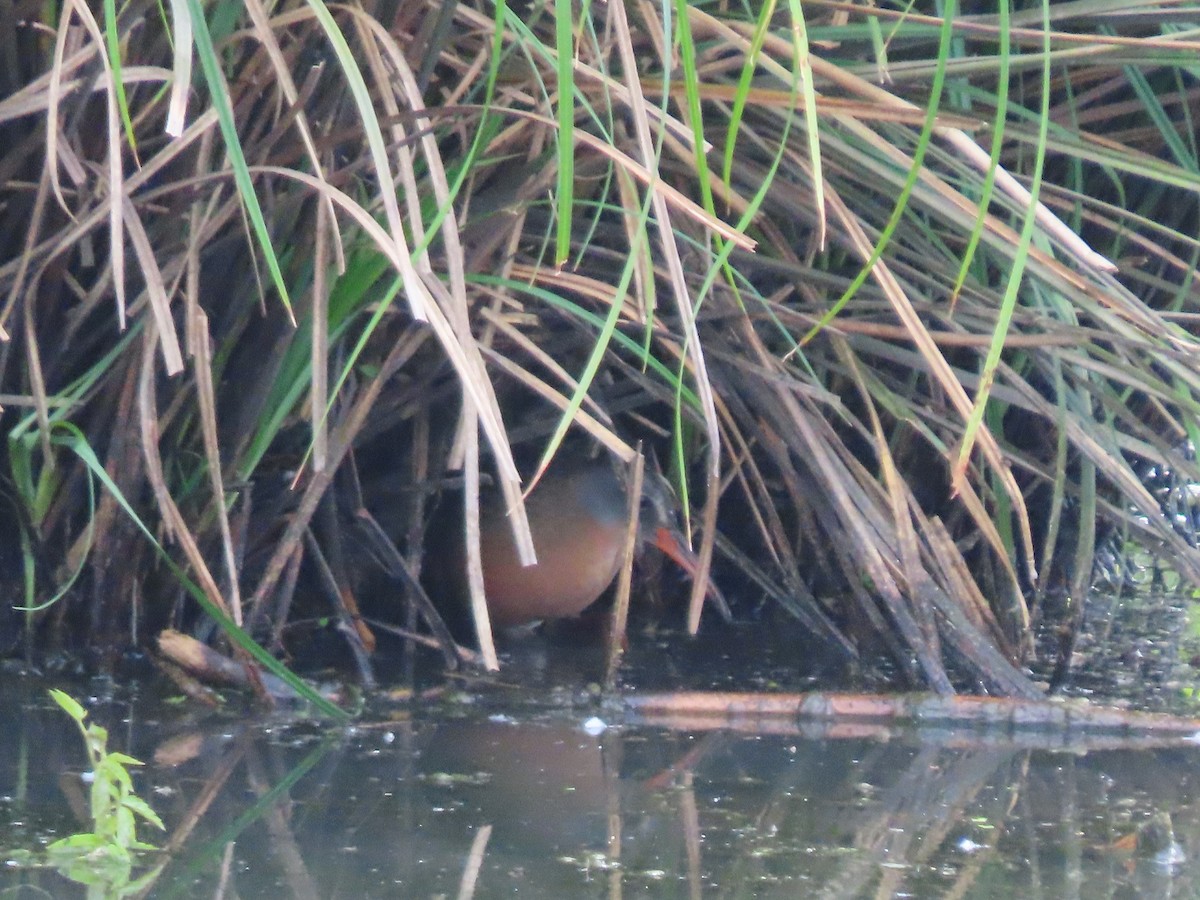 Virginia Rail - Jenny Jones