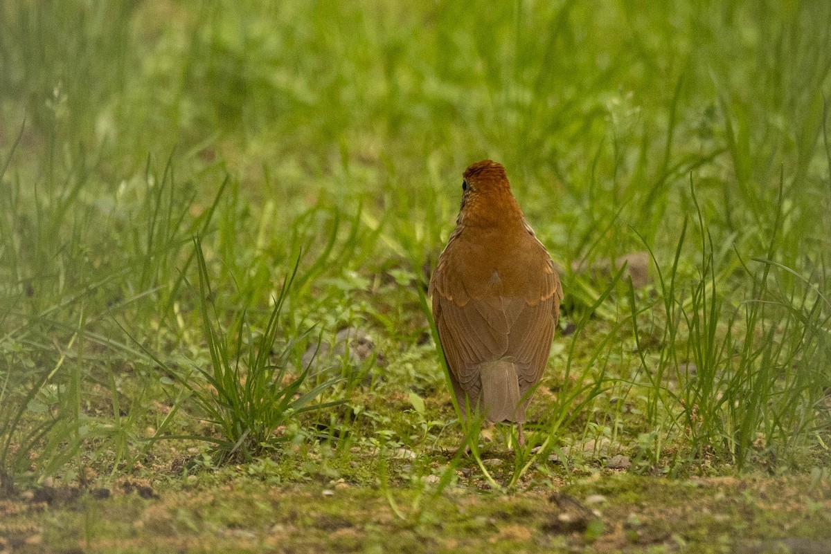 Wood Thrush - ML575449061