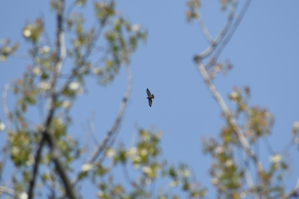 Broad-winged Hawk - Jordan Geenen