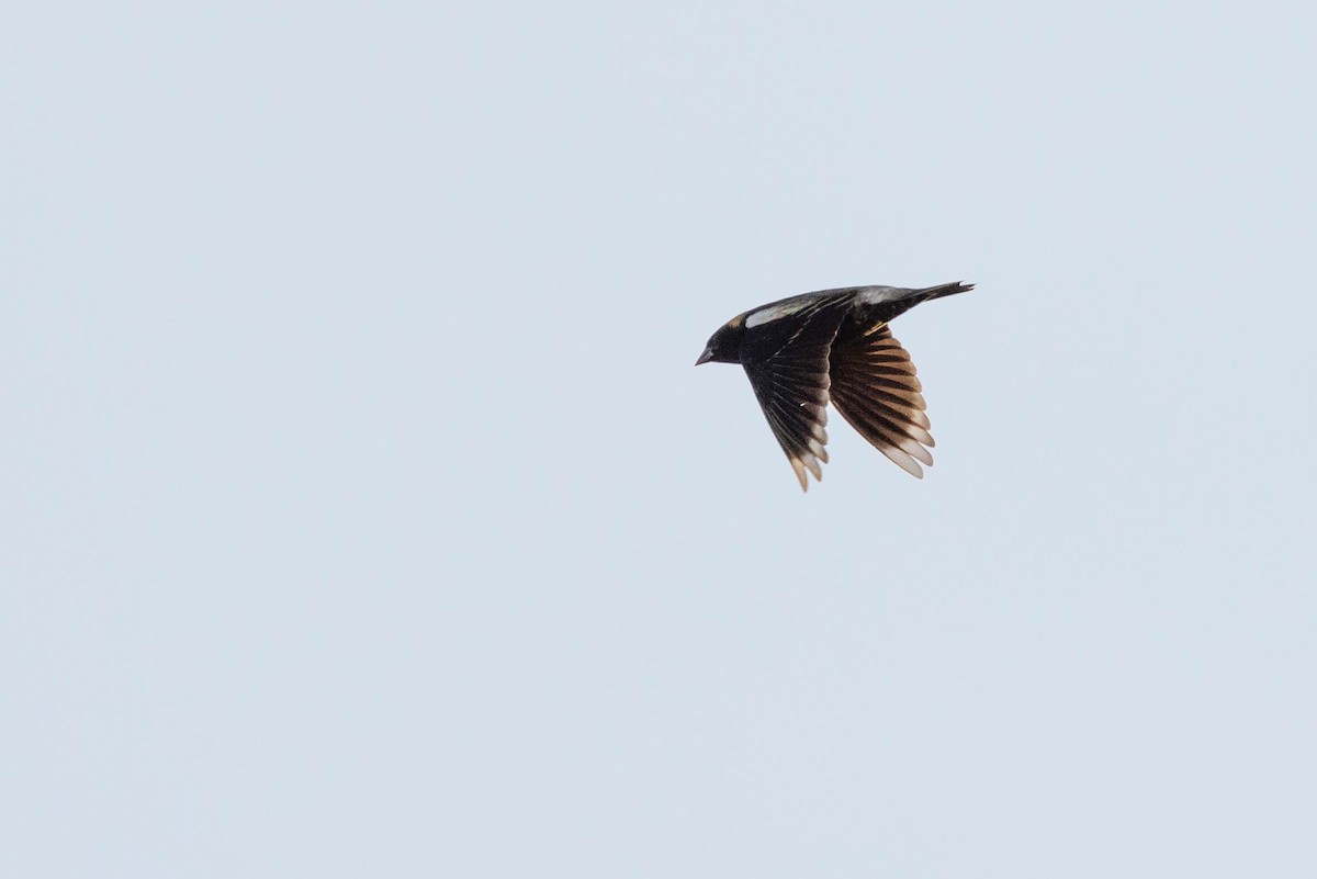 Bobolink - ML575450641