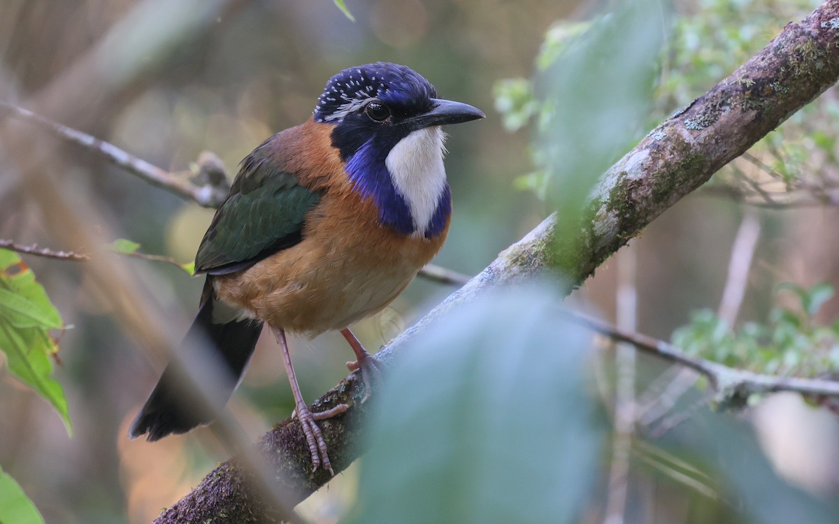 Pitta-like Ground-Roller - Dominic Rollinson - Birding Ecotours