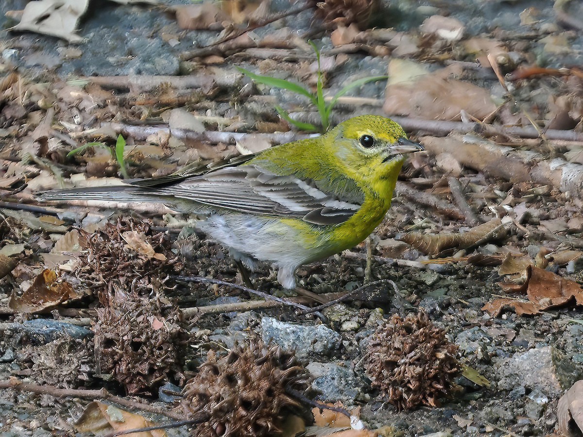 Pine Warbler - ML575451781