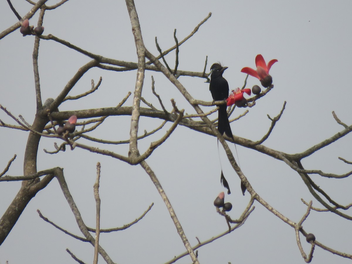 Drongo à raquettes - ML575452161