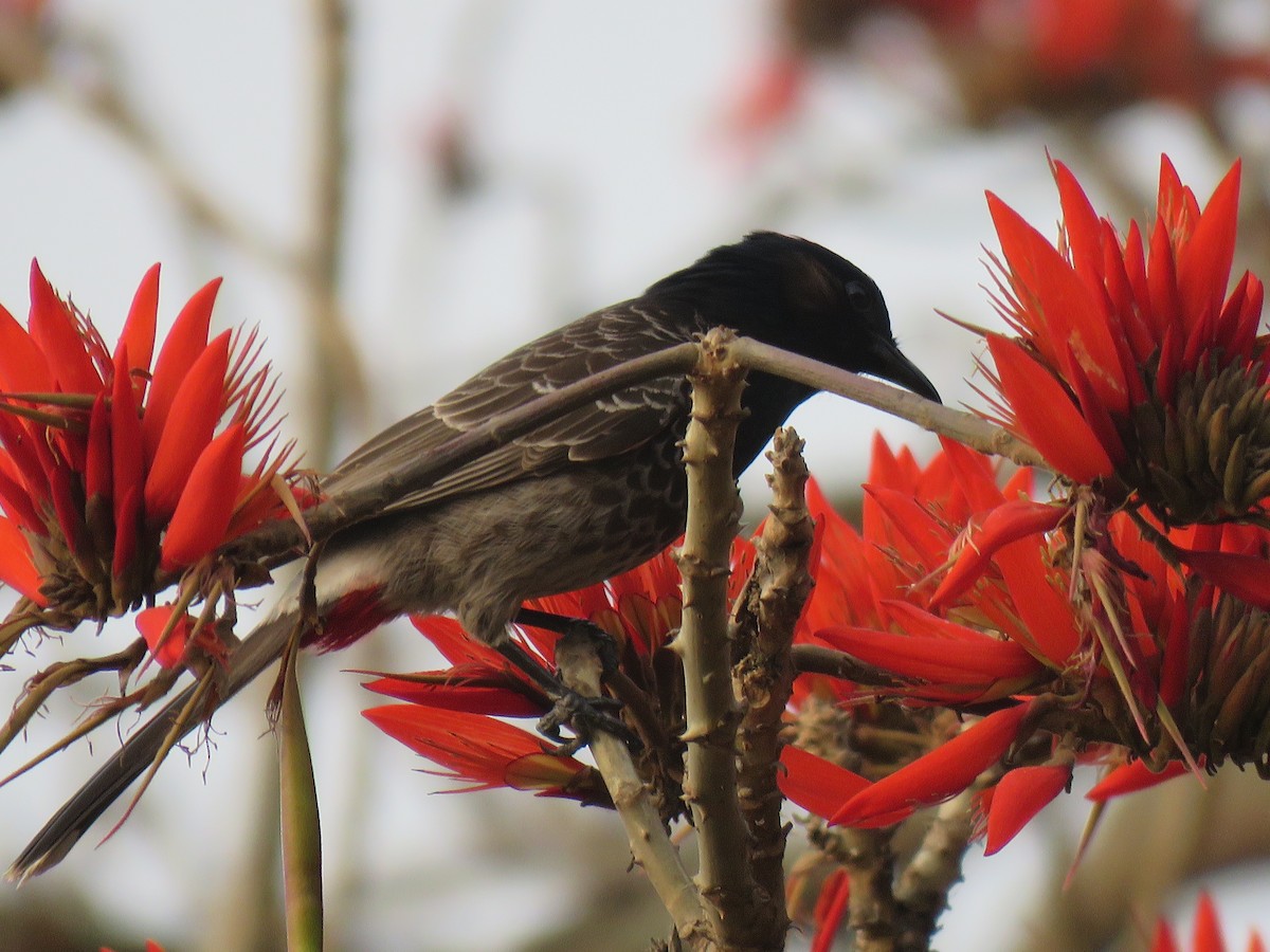 Bulbul à ventre rouge - ML575453181