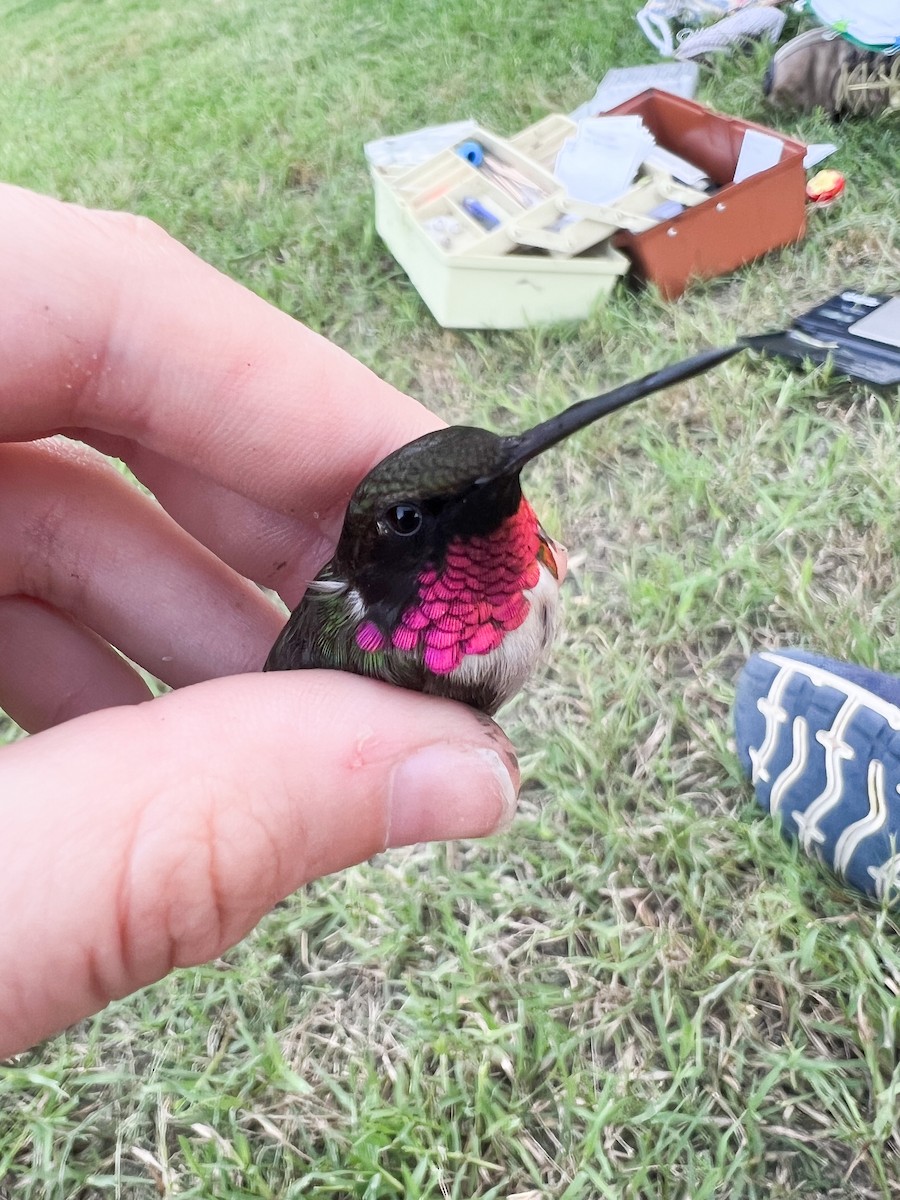 Ruby-throated x Black-chinned Hummingbird (hybrid) - ML575453441