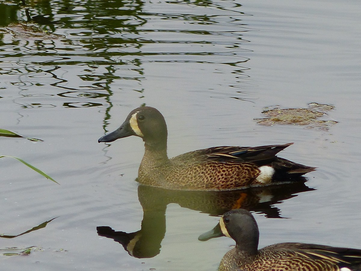 Blue-winged Teal - ML575454611