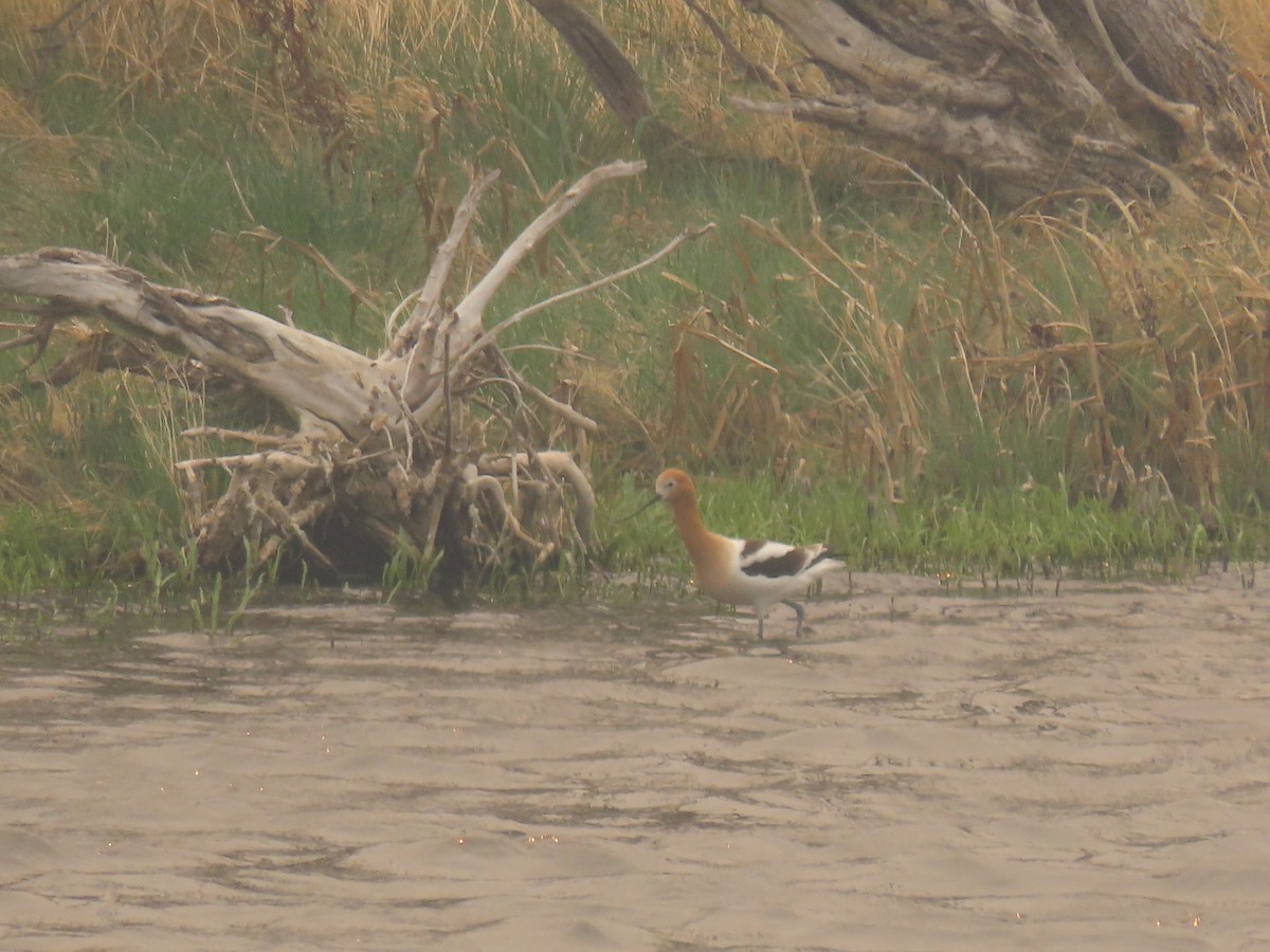 American Avocet - Soren Coulson