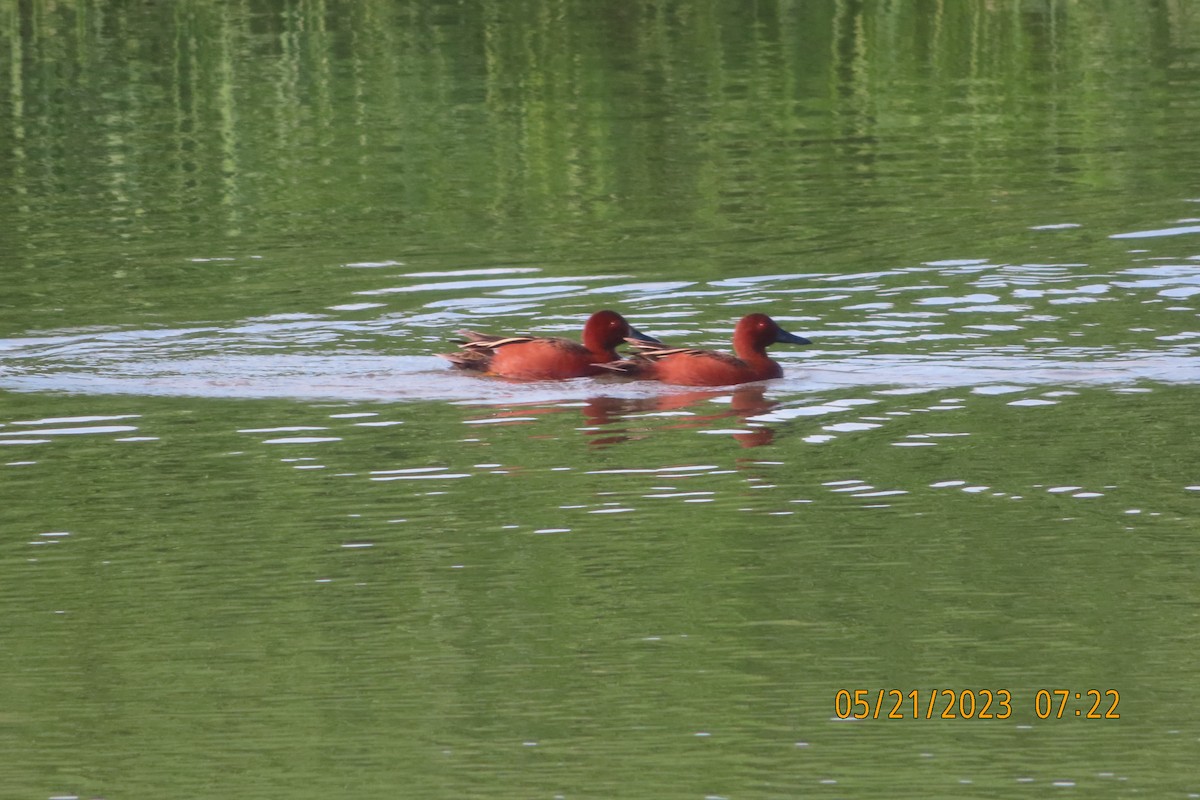 Cinnamon Teal - ML575455411